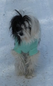 bellasweatersmall