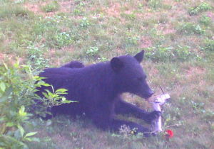 Bear